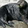  Help Your Sea Otter Find Food 