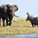 Hippo vs. Elephant: Giants Face Off